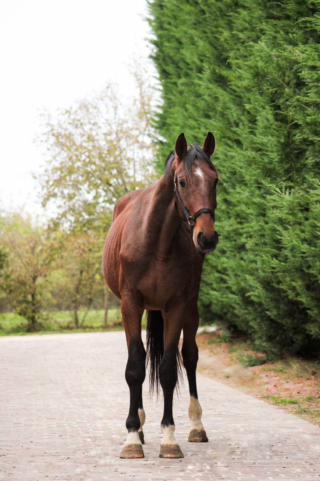 Cheval SF