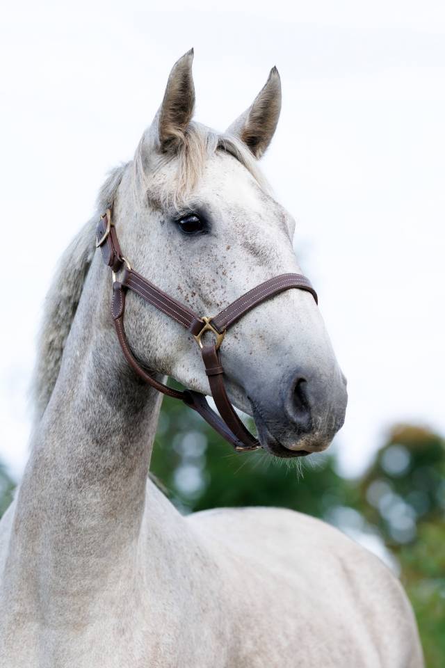 Chevaux loisirs 