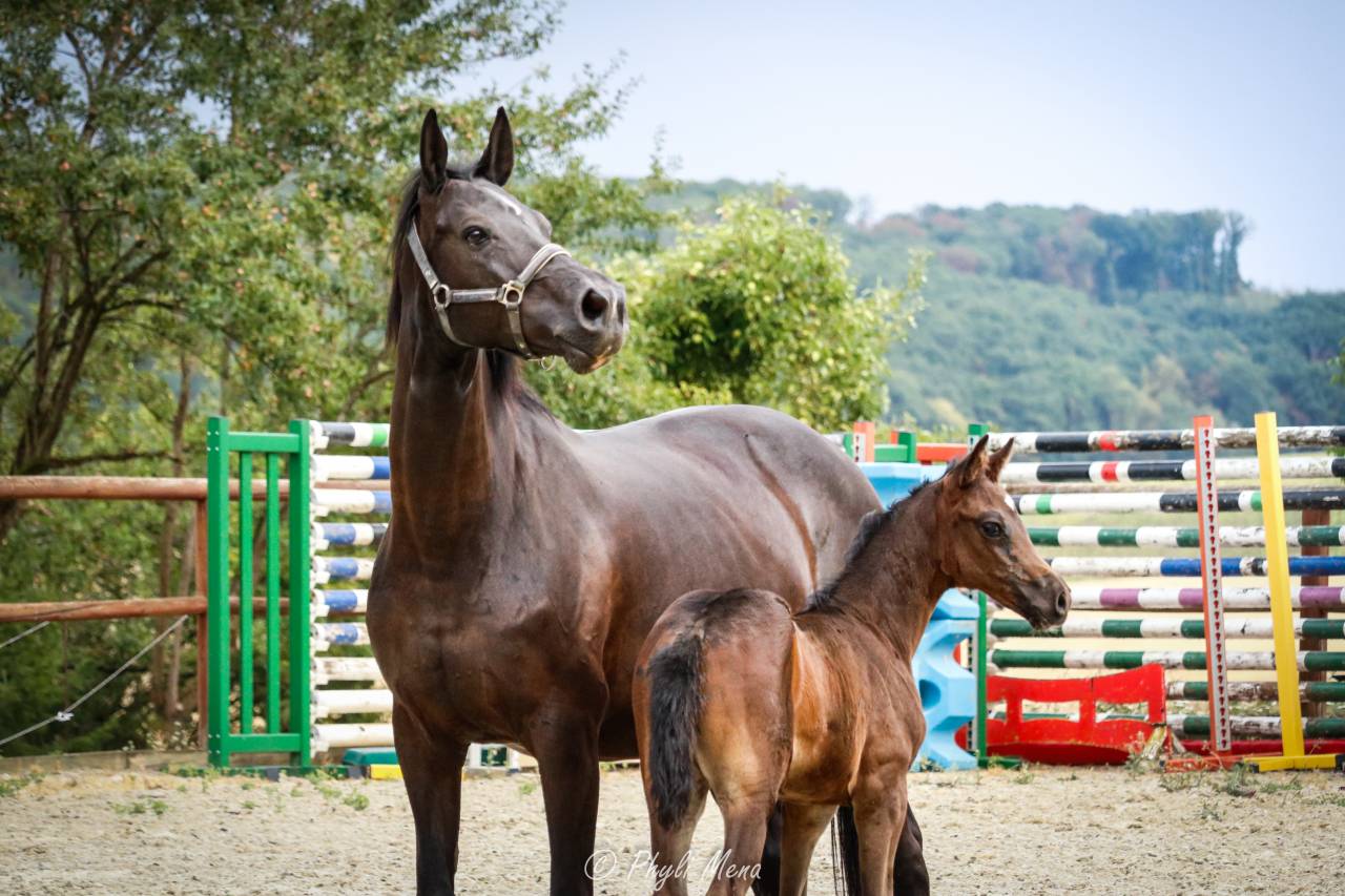 Pouliche Zangersheide avec beaucoup de chic 
