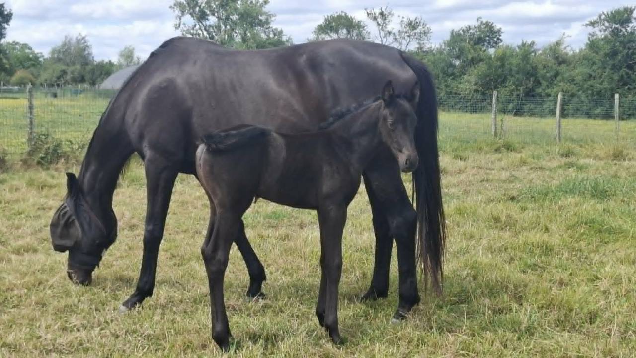 Poulini&egrave;re suit&eacute;e 100% Dressage 