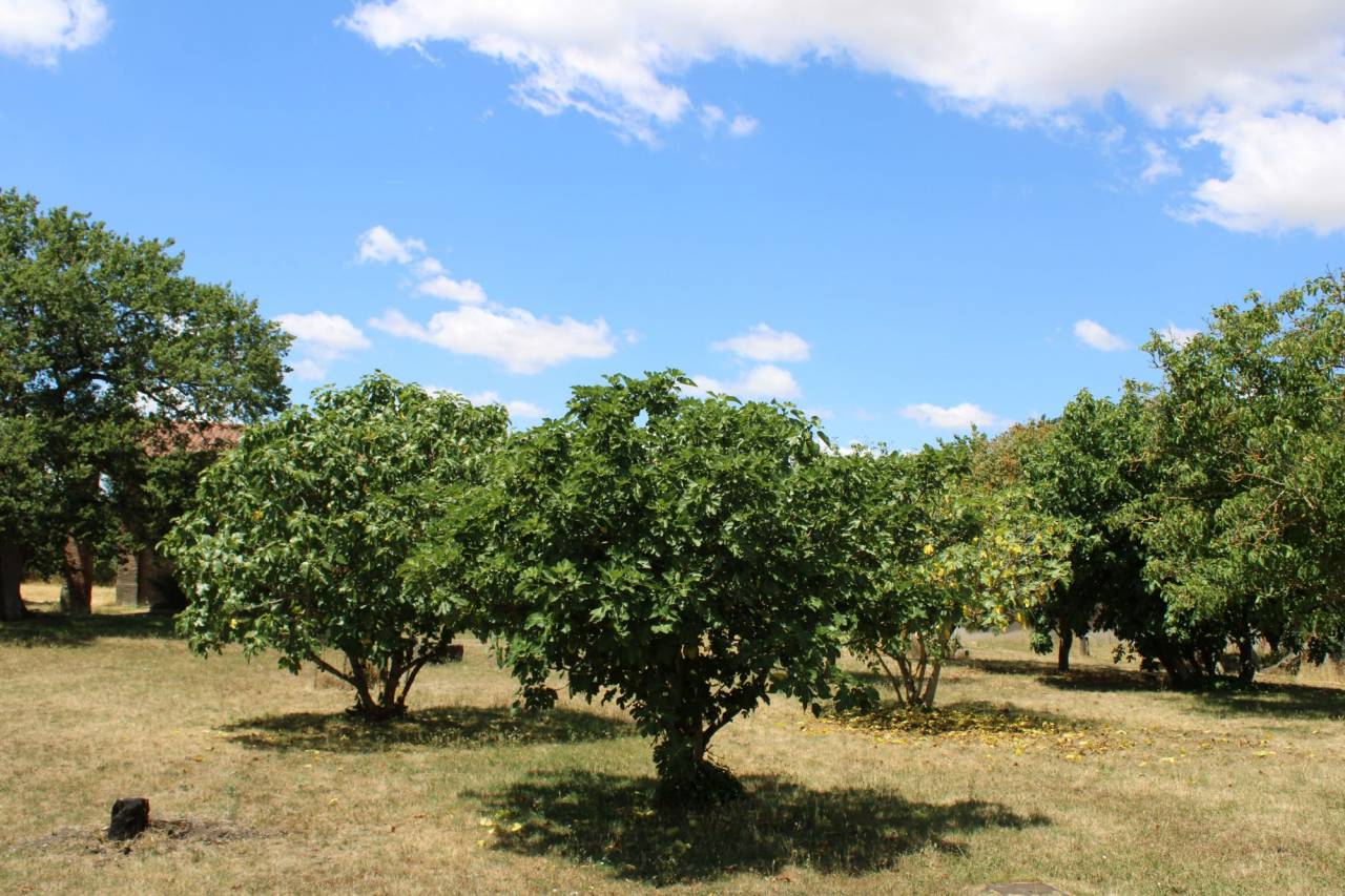 PROPRIETE DE 20 HECTARES DANS LA HAUTE  GARONNE