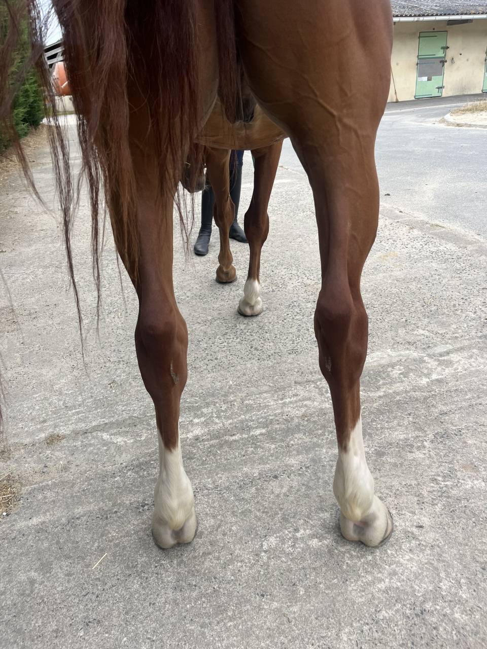 Hongre de 6 ans SF 