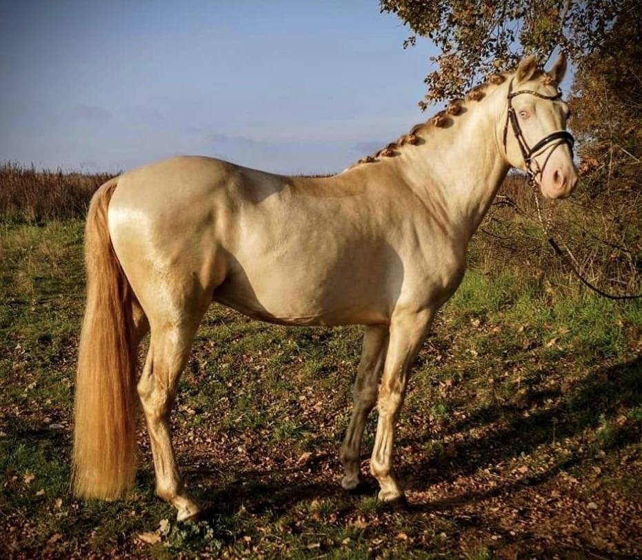 Poney FEI &agrave; vendre