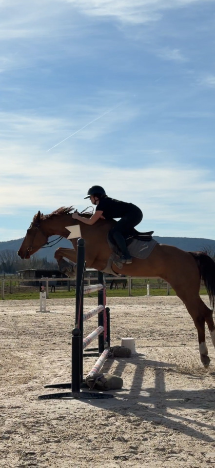 Vends cheval de sport belge pour CSO