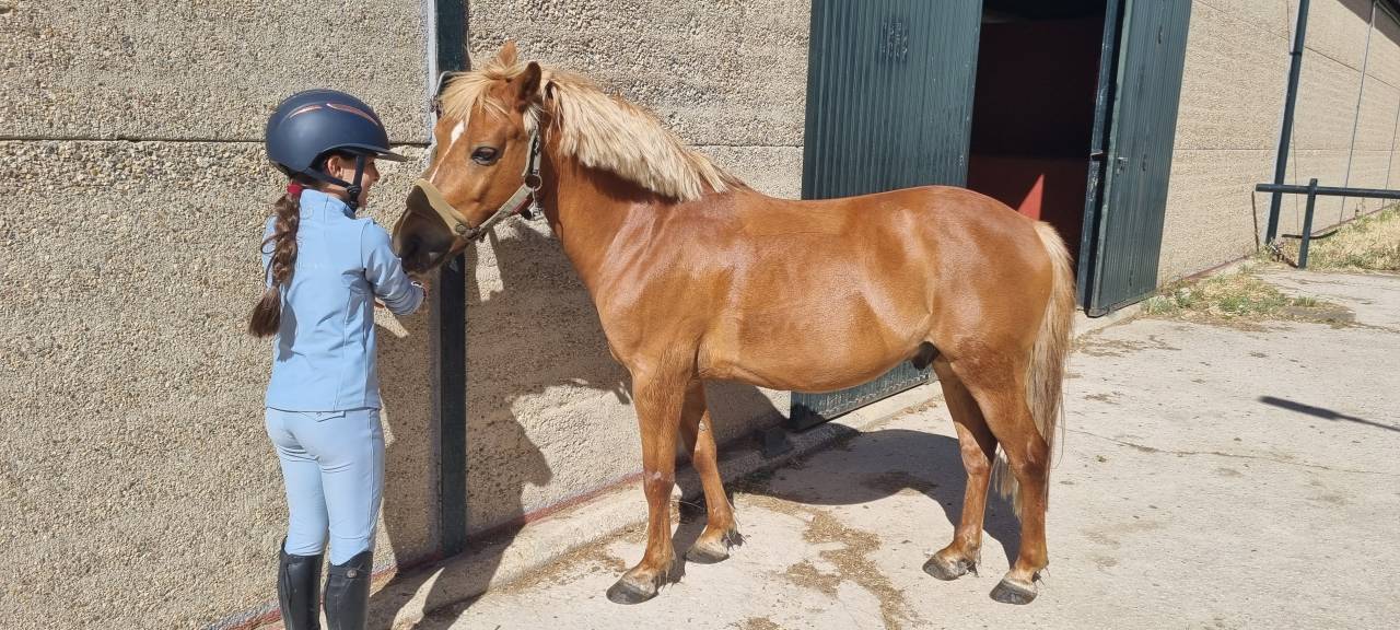 Entier Shetland A vendre 2014 Alezan