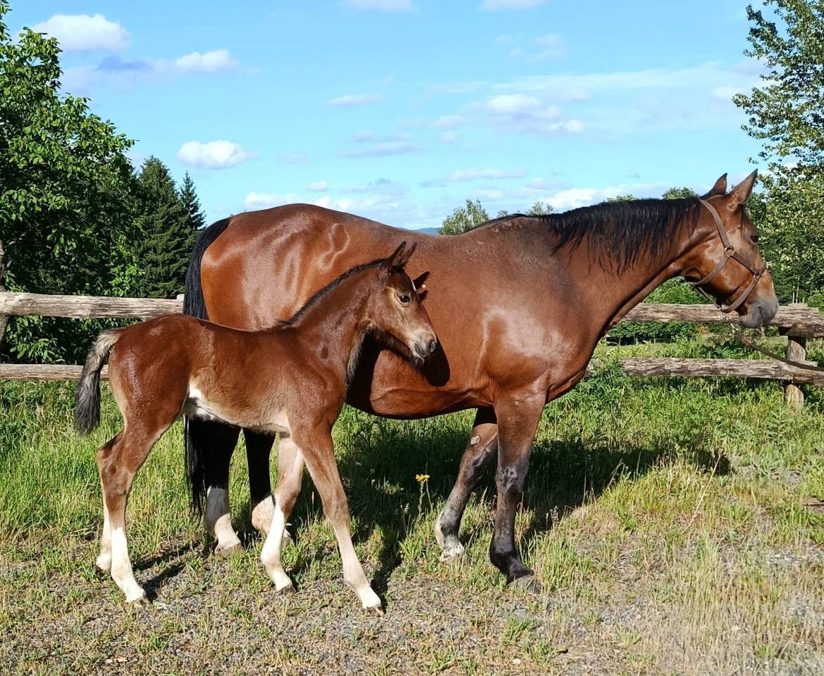 superbe pouliche SF par Qlassic Bois Margot