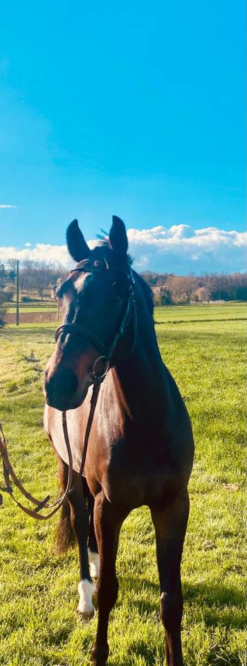 cheval hongre 6ans CSO