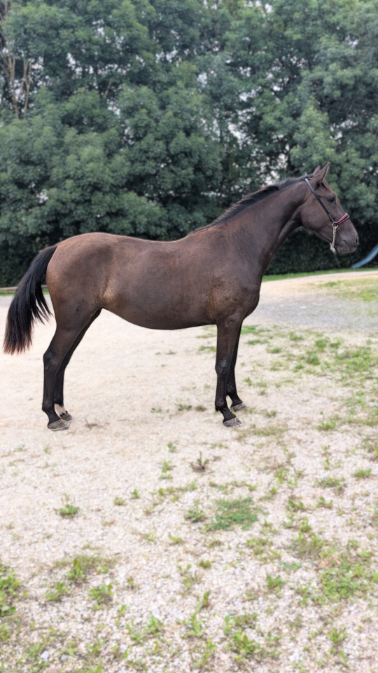 ✨ NOVIA XIV &ndash; Jument Pure Race Espagnole (PRE) ✨