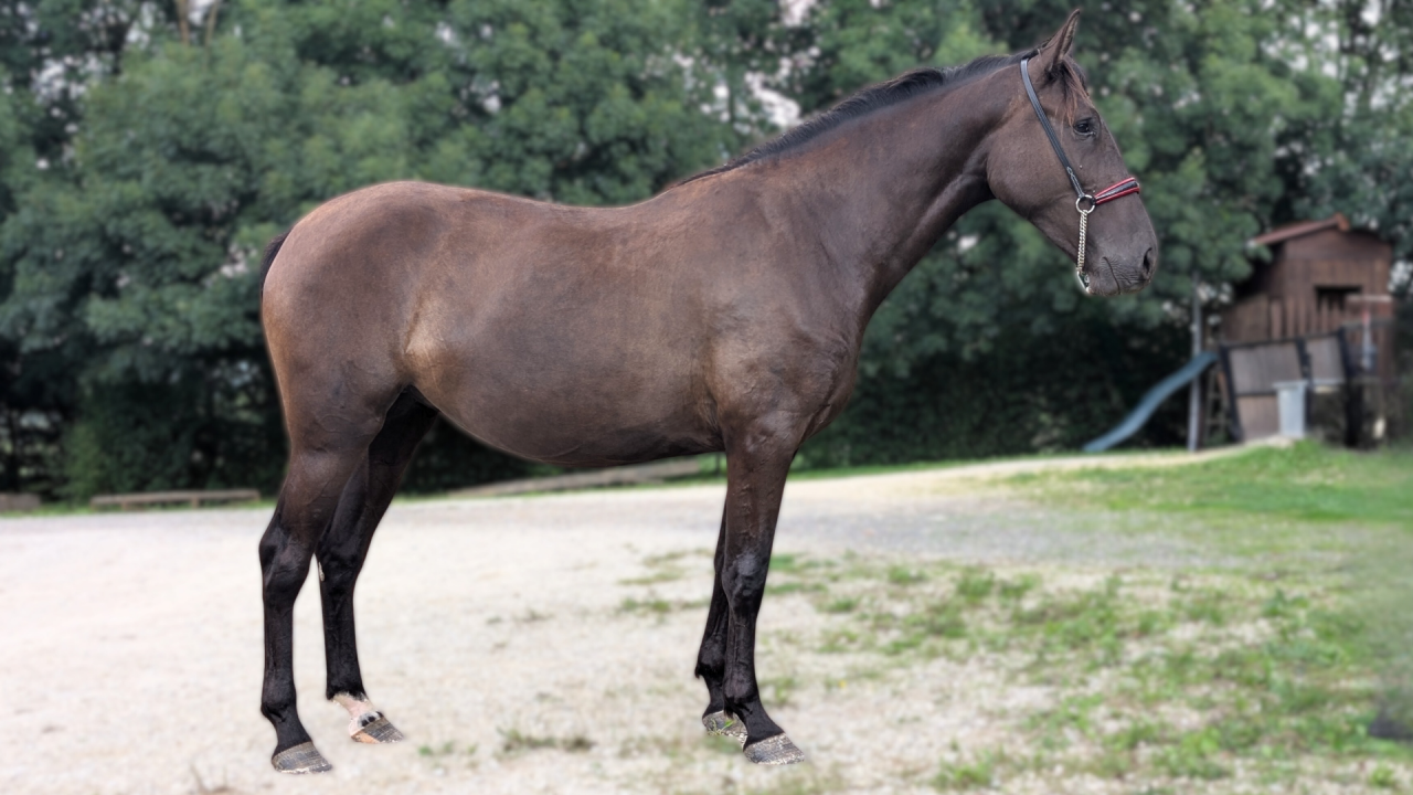 ✨ NOVIA XIV &ndash; Jument Pure Race Espagnole (PRE) ✨