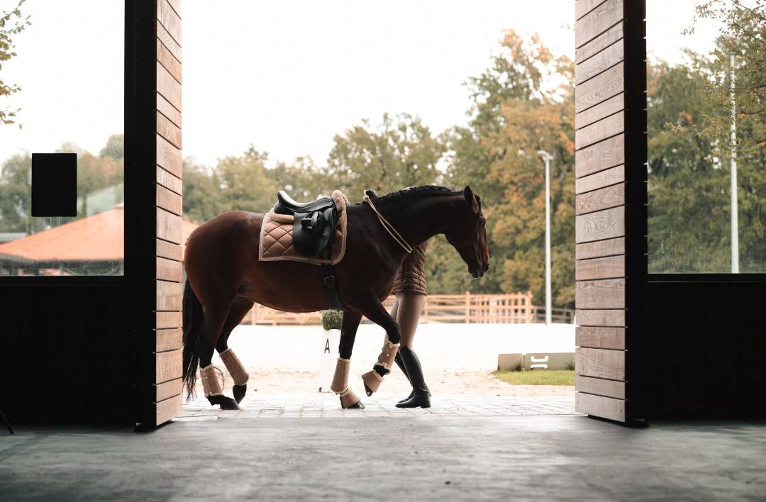 JUMENT LUSITANIENNE GP & SHOW NTERNATIONAL