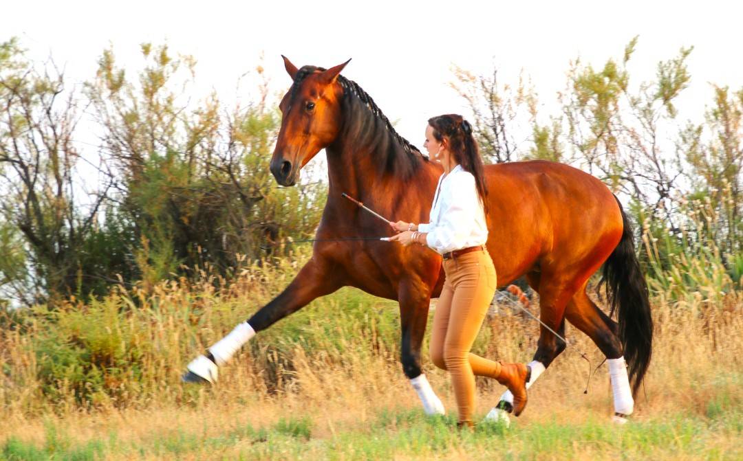 JUMENT LUSITANIENNE GP & SHOW NTERNATIONAL