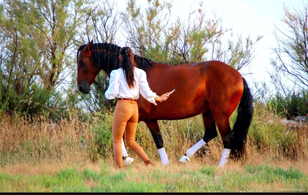 JUMENT LUSITANIENNE GP & SHOW NTERNATIONAL
