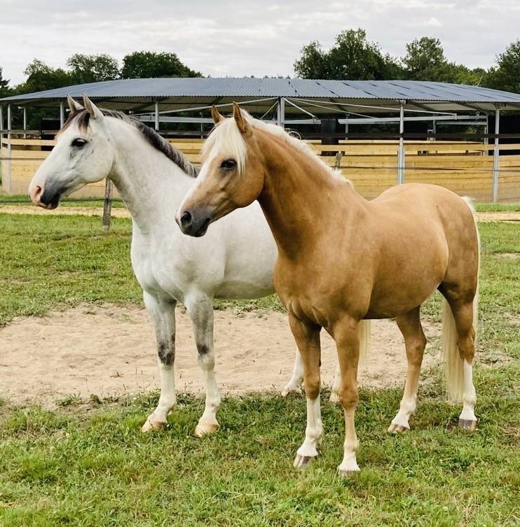 Au pair avec les chevaux / Au Pair mit Pferden