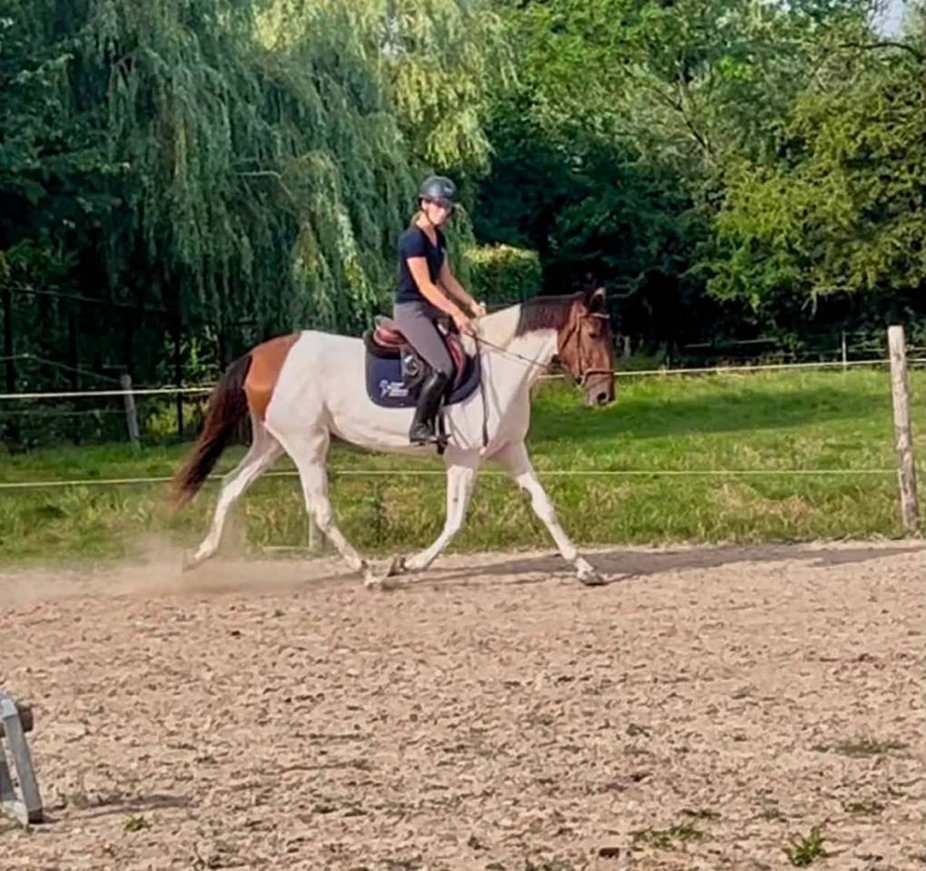 Urkanna Hapiness, Magnifique jument de 5 ans 