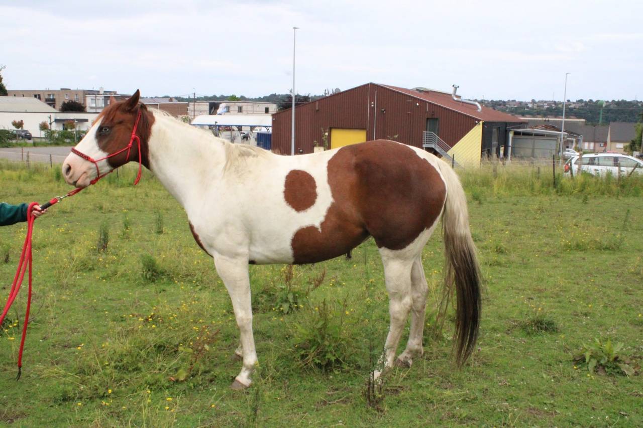 Jument paint horse tobiano sorrel de 6 ans a vendre