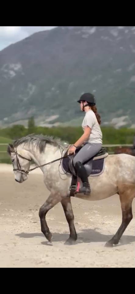 CONNEMARA HONGRE 4 ANS