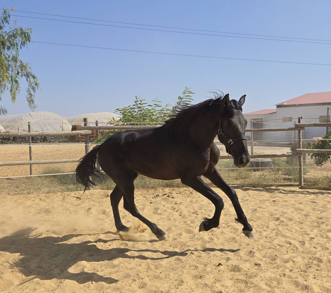 Poulain PRE Pure Race Espagnole A vendre 2024 Noir par NELSON XIII