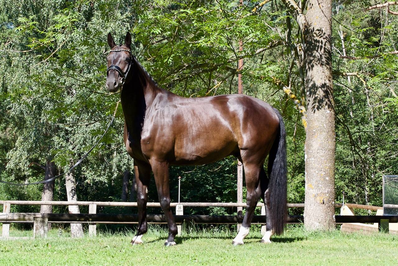Hongre - DSP  - 5 ans - Dressage / Polyvalent - France