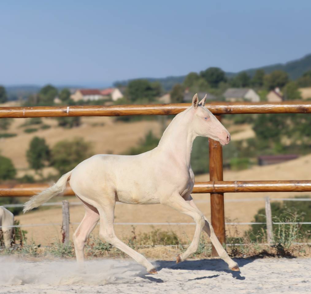 Pouliche Pur Sang Lusitanienne Cr&egrave;me 