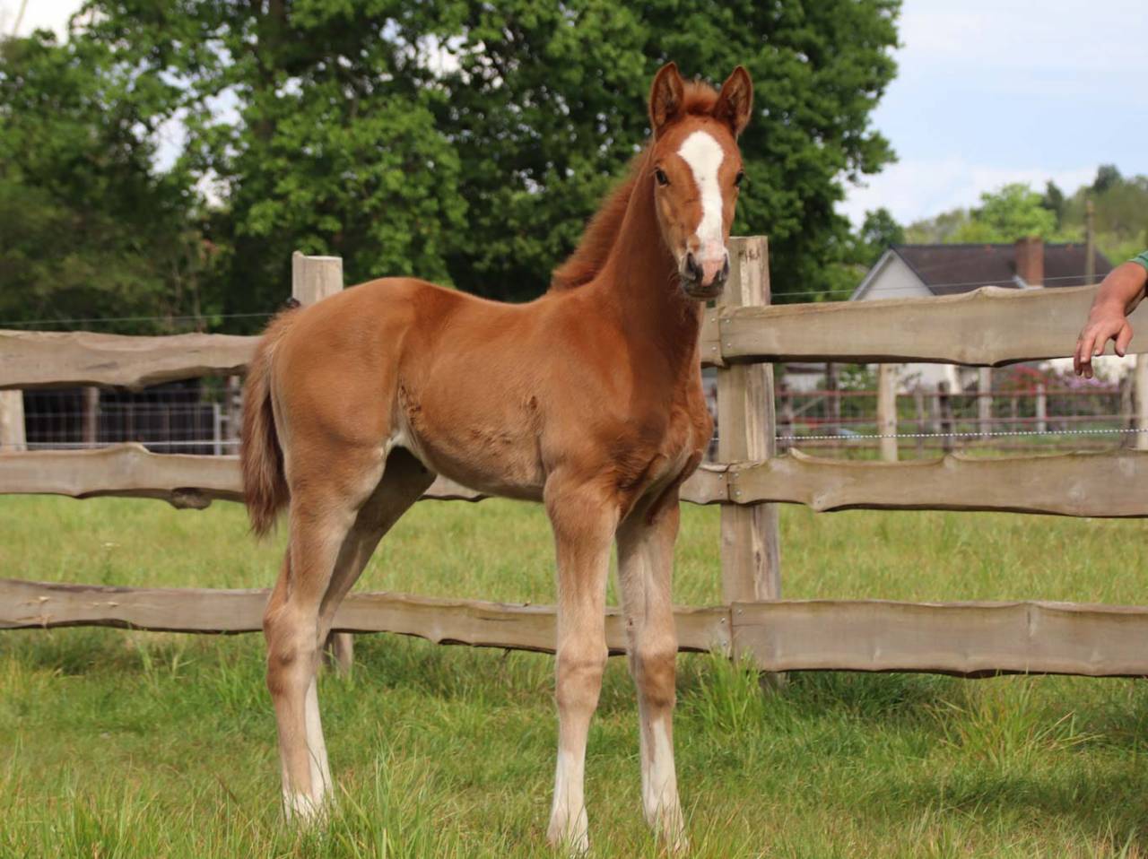 Grand Pouliche de dressage - superbe allures