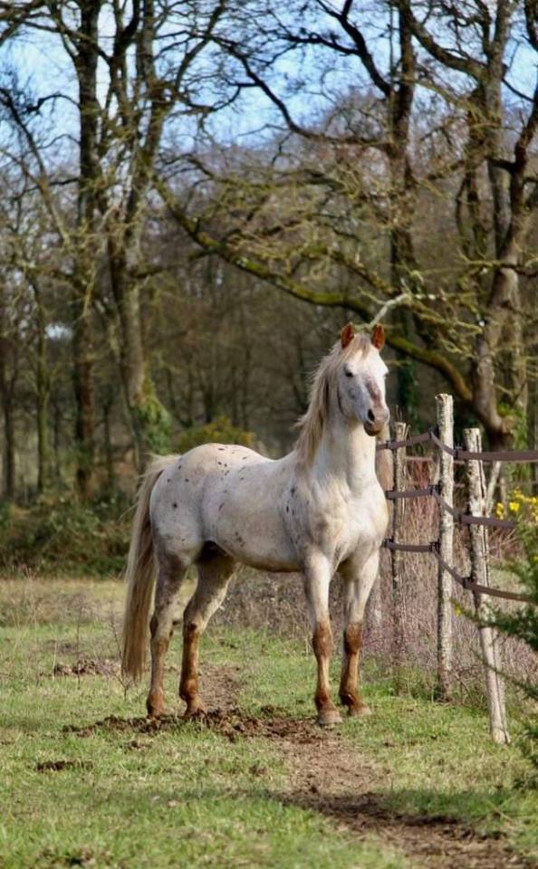 &Eacute;talon appaloosa 