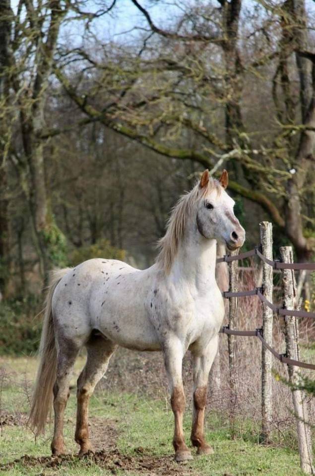 &Eacute;talon appaloosa 