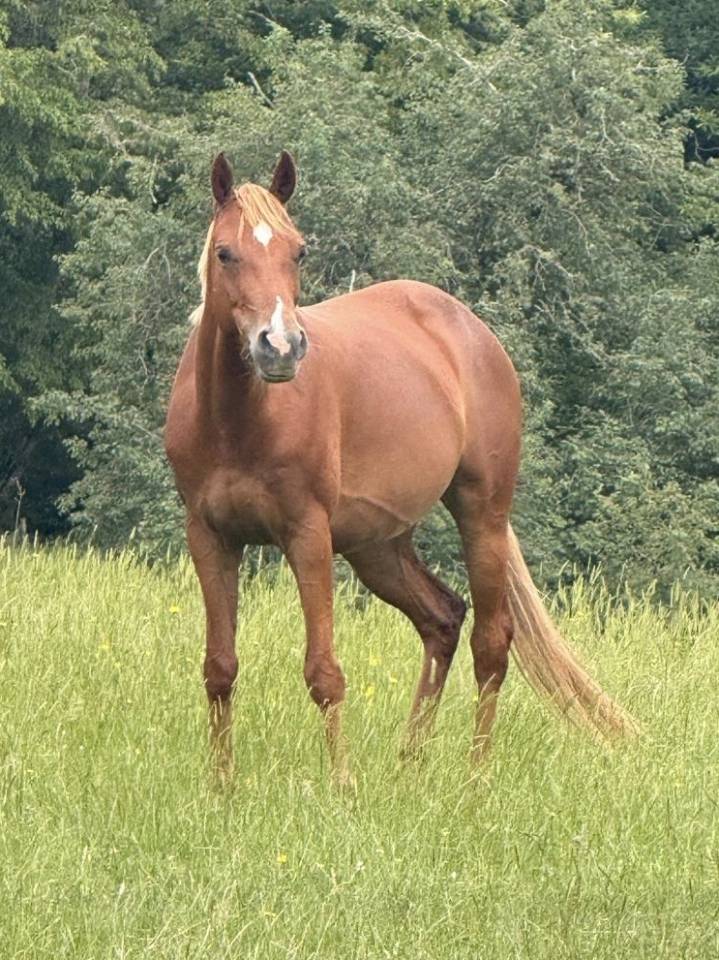 Magnifique ponette D de sport 