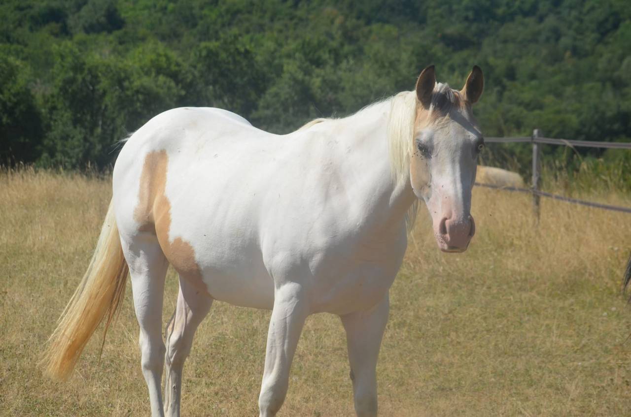 Jeune Paint horse pp