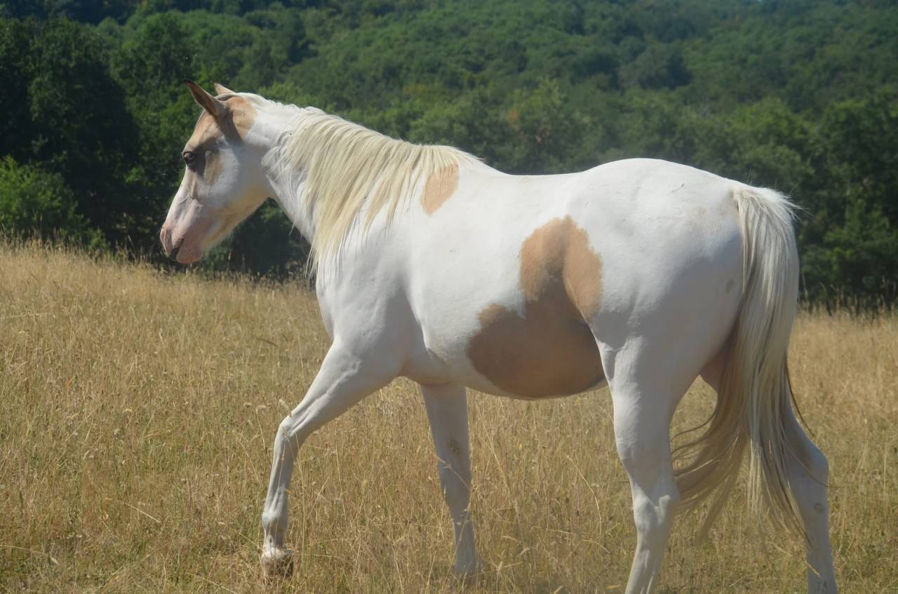 Jeune Paint horse pp