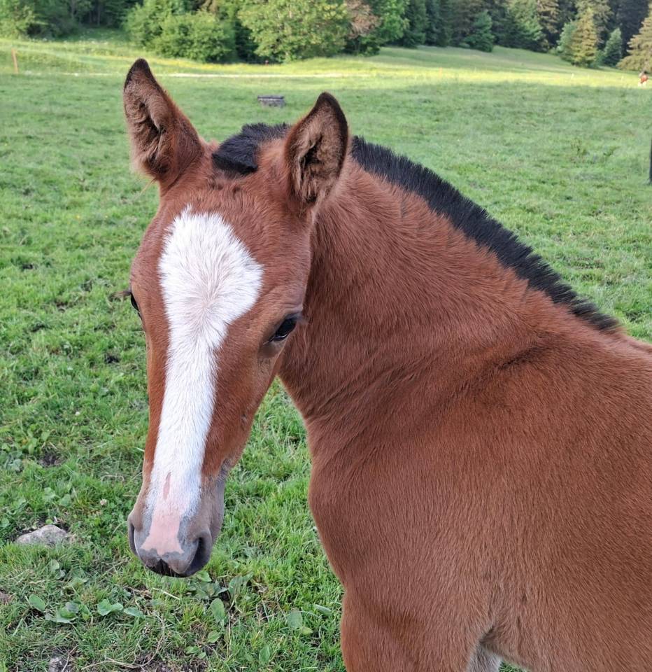 Jolie pouliche FM &agrave; vendre