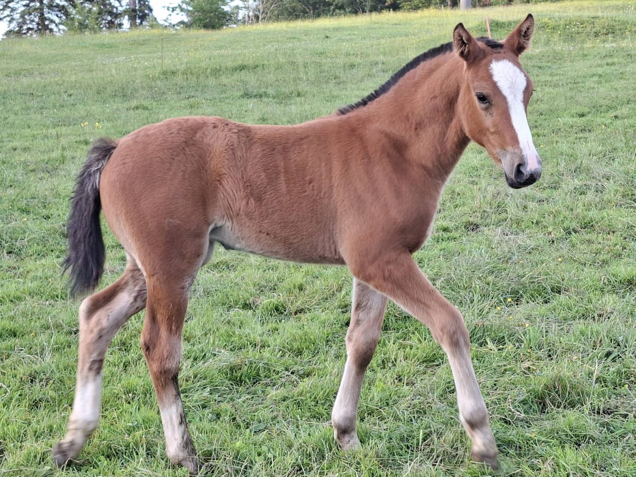 Jolie pouliche FM &agrave; vendre