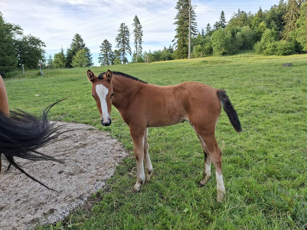 Jolie pouliche FM &agrave; vendre