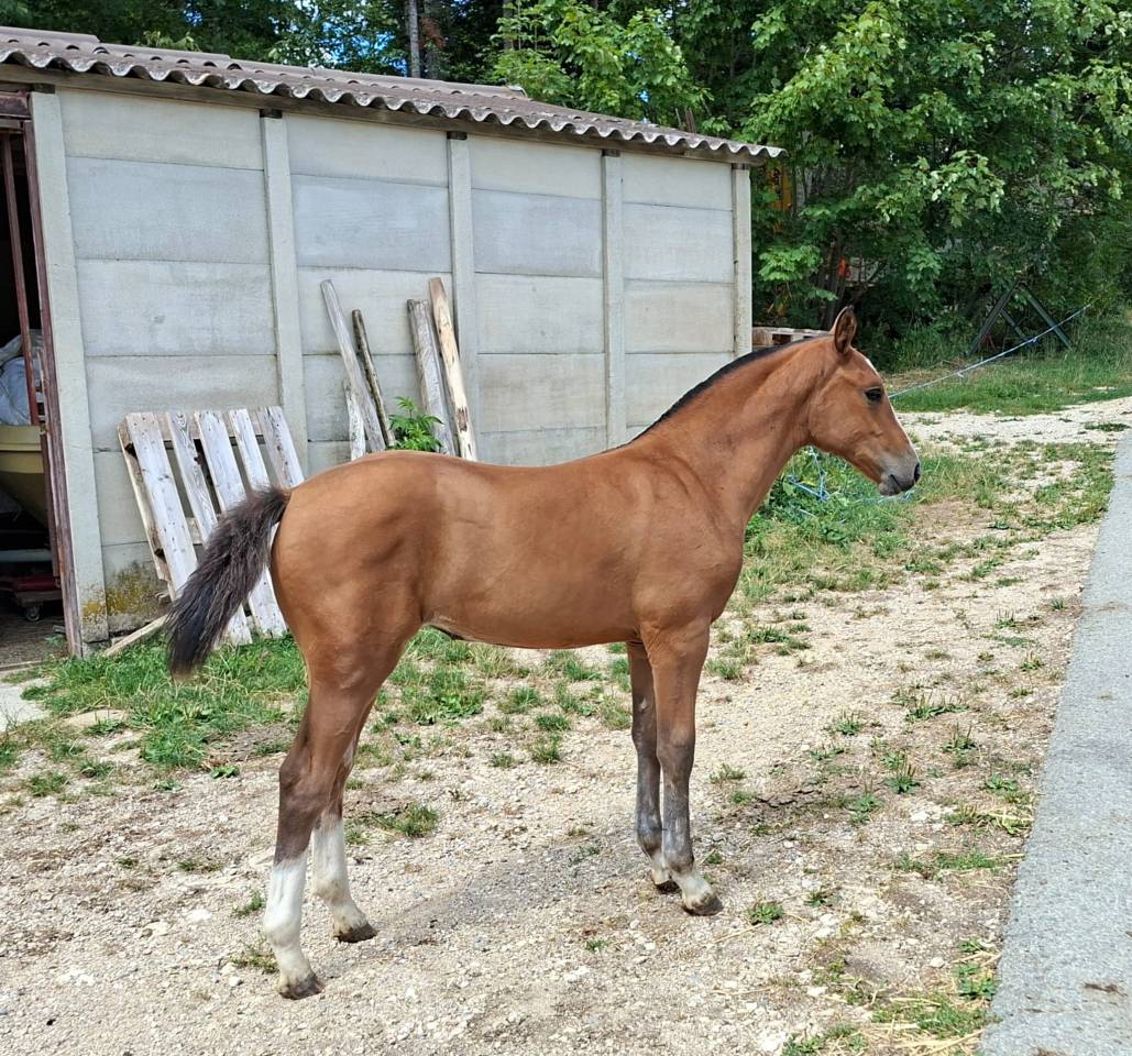 Jolie pouliche FM &agrave; vendre