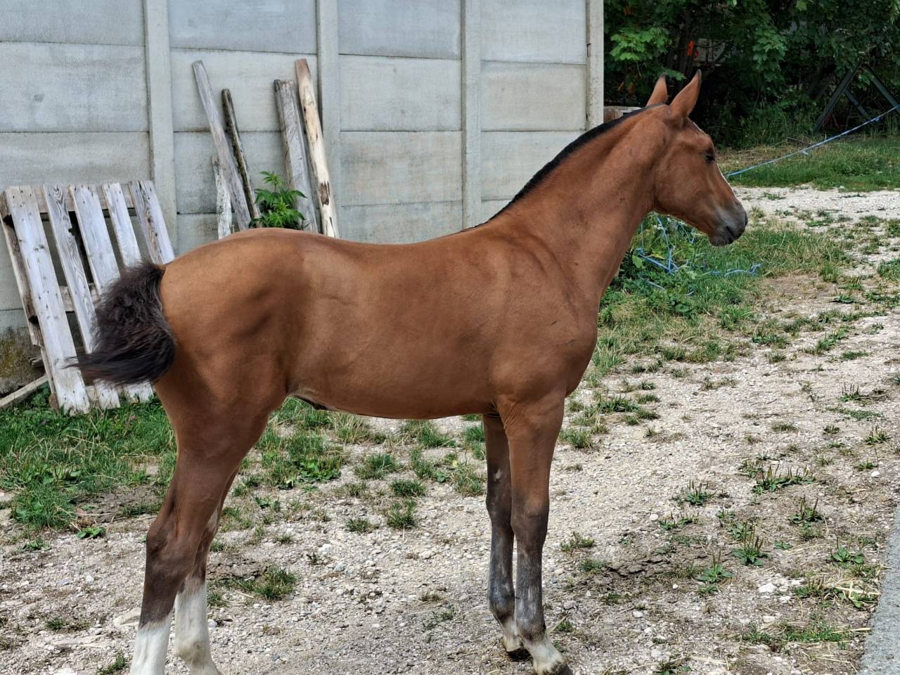 Jolie pouliche FM &agrave; vendre