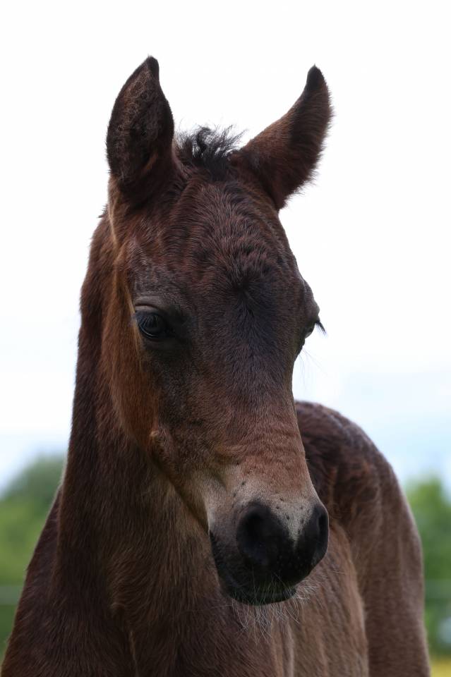 Foal m&acirc;le connemara
