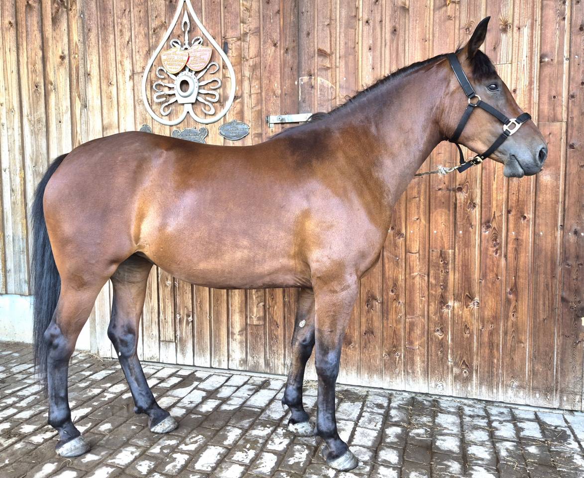 pouliche, DSA/Castillonnais de 3 ans