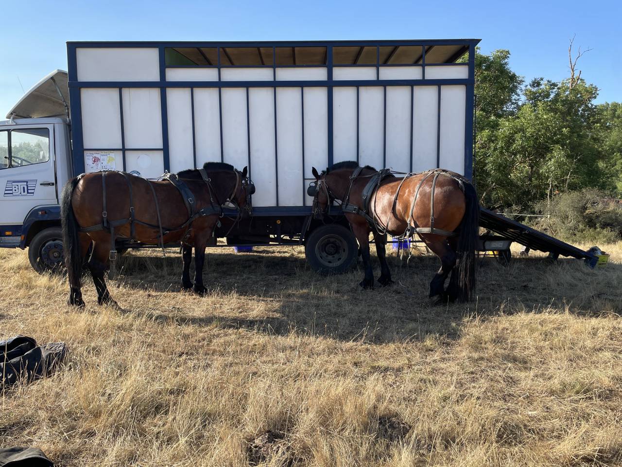 Camion b&eacute;taill&egrave;re chevaux