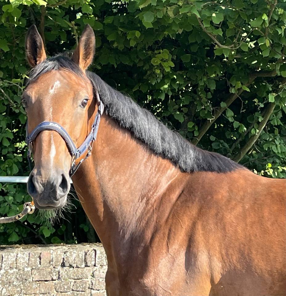 Splendide jument de 6 ans, sBs, +-1m62