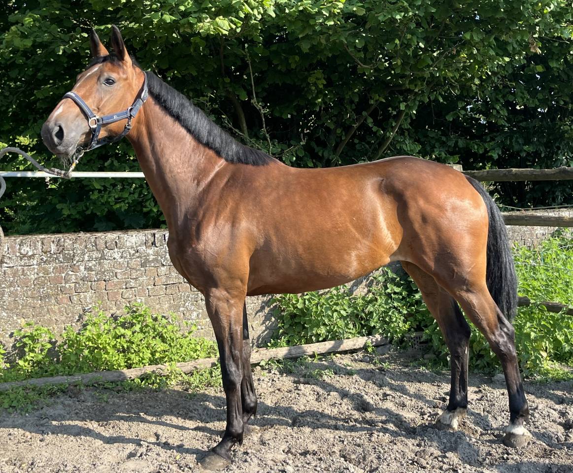 Splendide jument de 6 ans, sBs, +-1m62