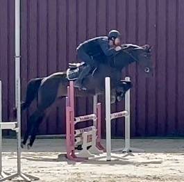 Superbe jument, BWP, 8 ans, +- 1m64