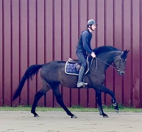 Superbe jument, BWP, 8 ans, +- 1m64