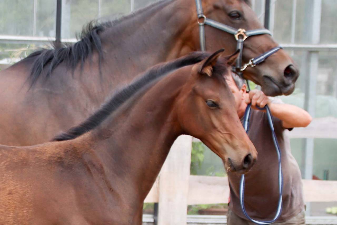 Pouliche de dressage Pina Colada x Johnson