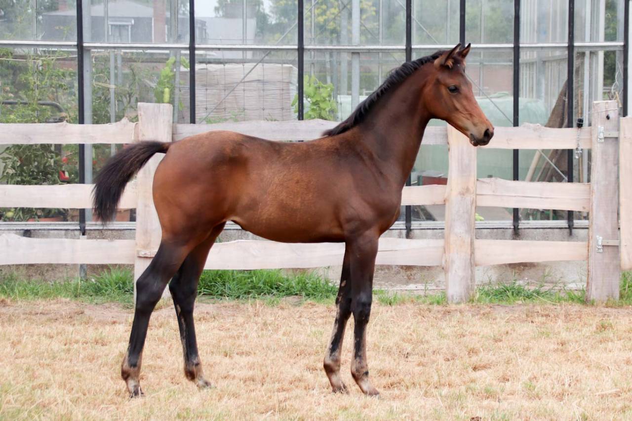 Pouliche de dressage Pina Colada x Johnson