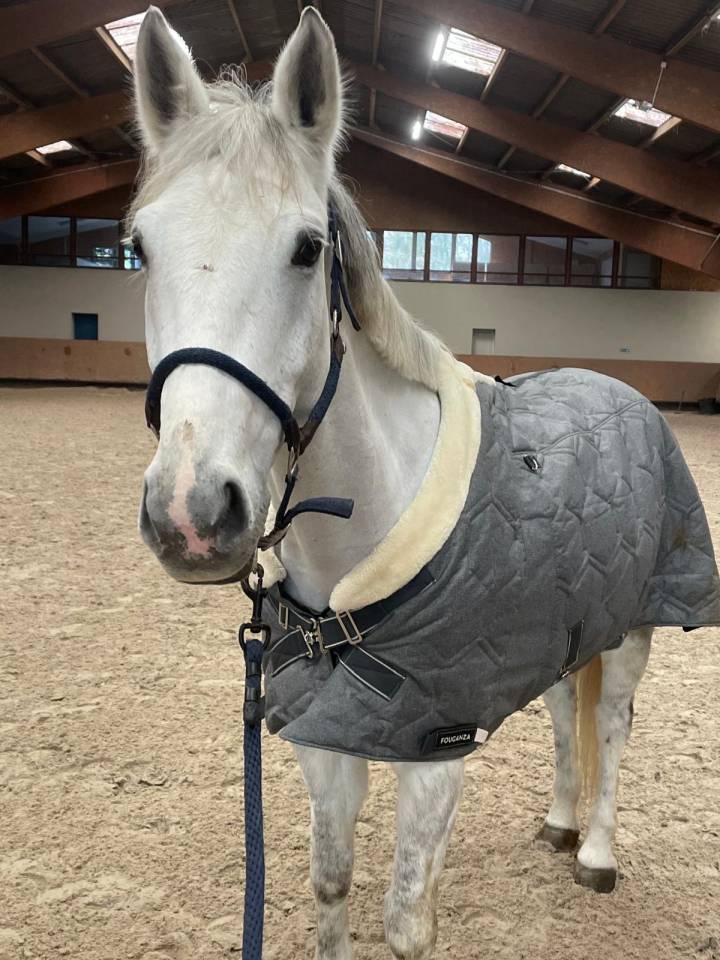 Oise: poney D AS2/AS1 &agrave; vendre 