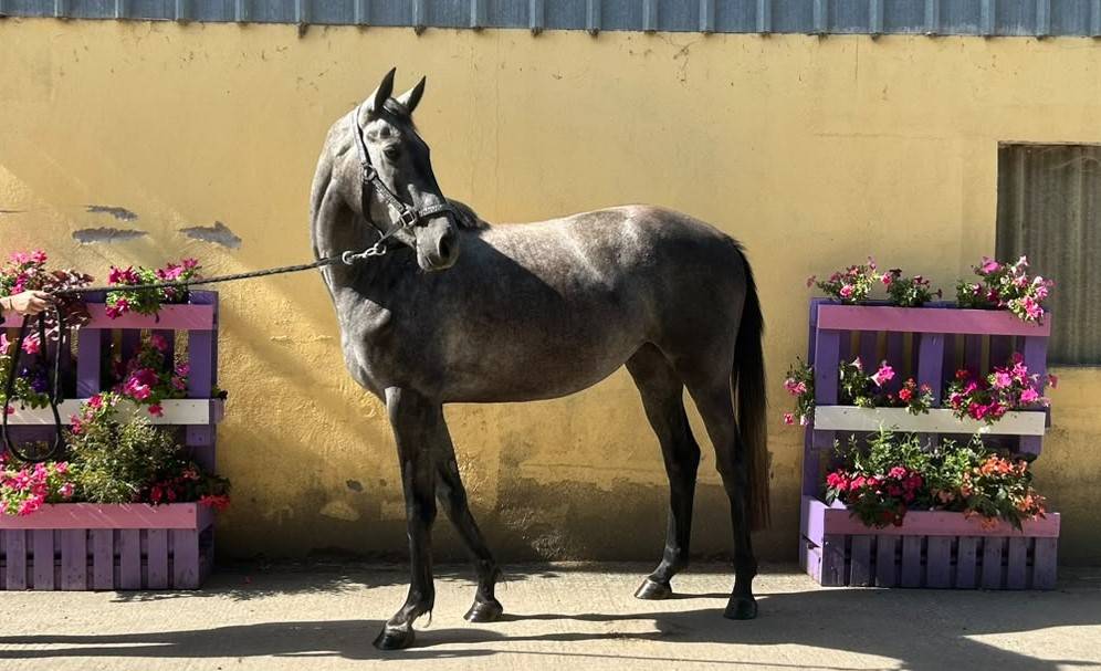 Nashira de Molion, Jument, 3 ans, Grise; SF, toise 1.65