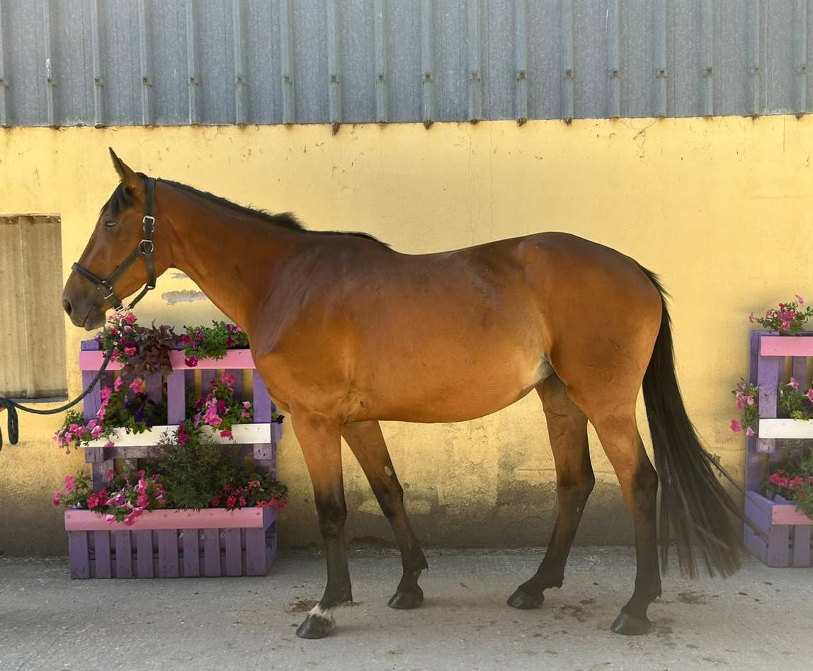 Nikita de Molion, Jument, 3 ans, Bai; SF, toise 1. 70