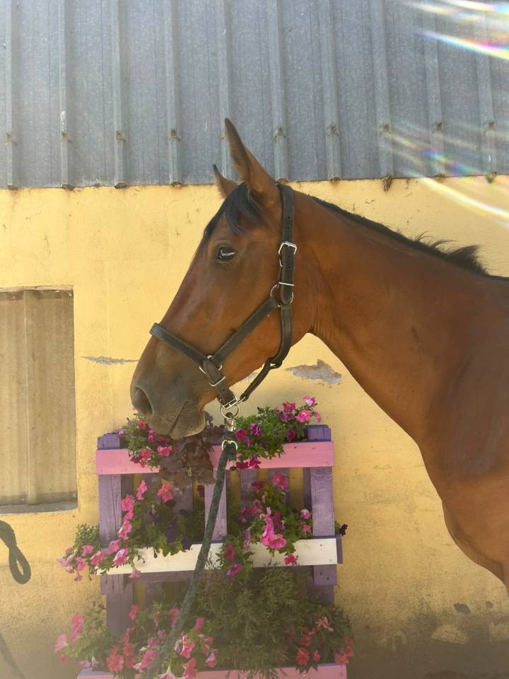 Nikita de Molion, Jument, 3 ans, Bai; SF, toise 1. 70