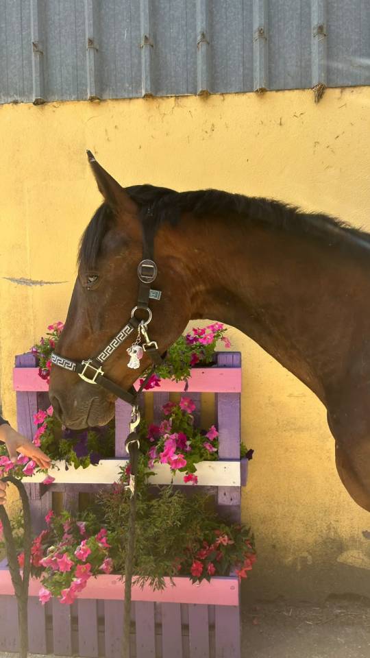 Night to you, Hongre, 3 ans, Bai; SF, toisera 1.65&ndash;1.68