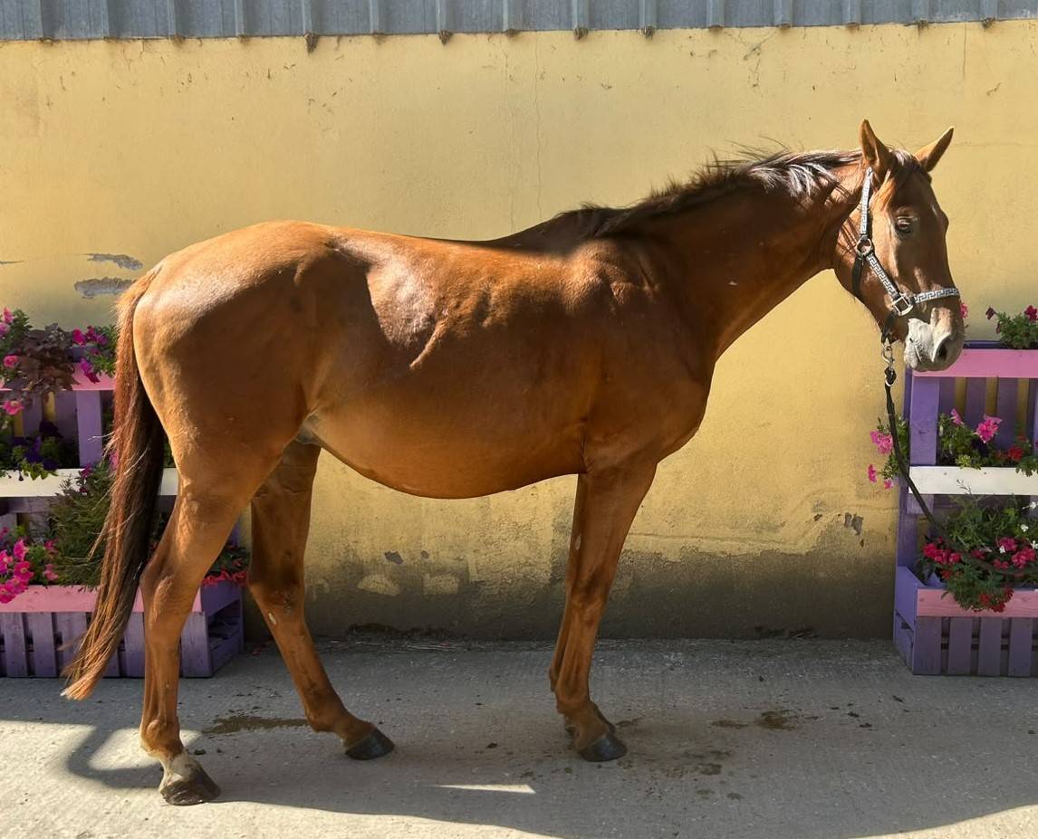 Nostradamus Hongre, 3 ans, Alezan br&ucirc;l&eacute;, SF, toise 165