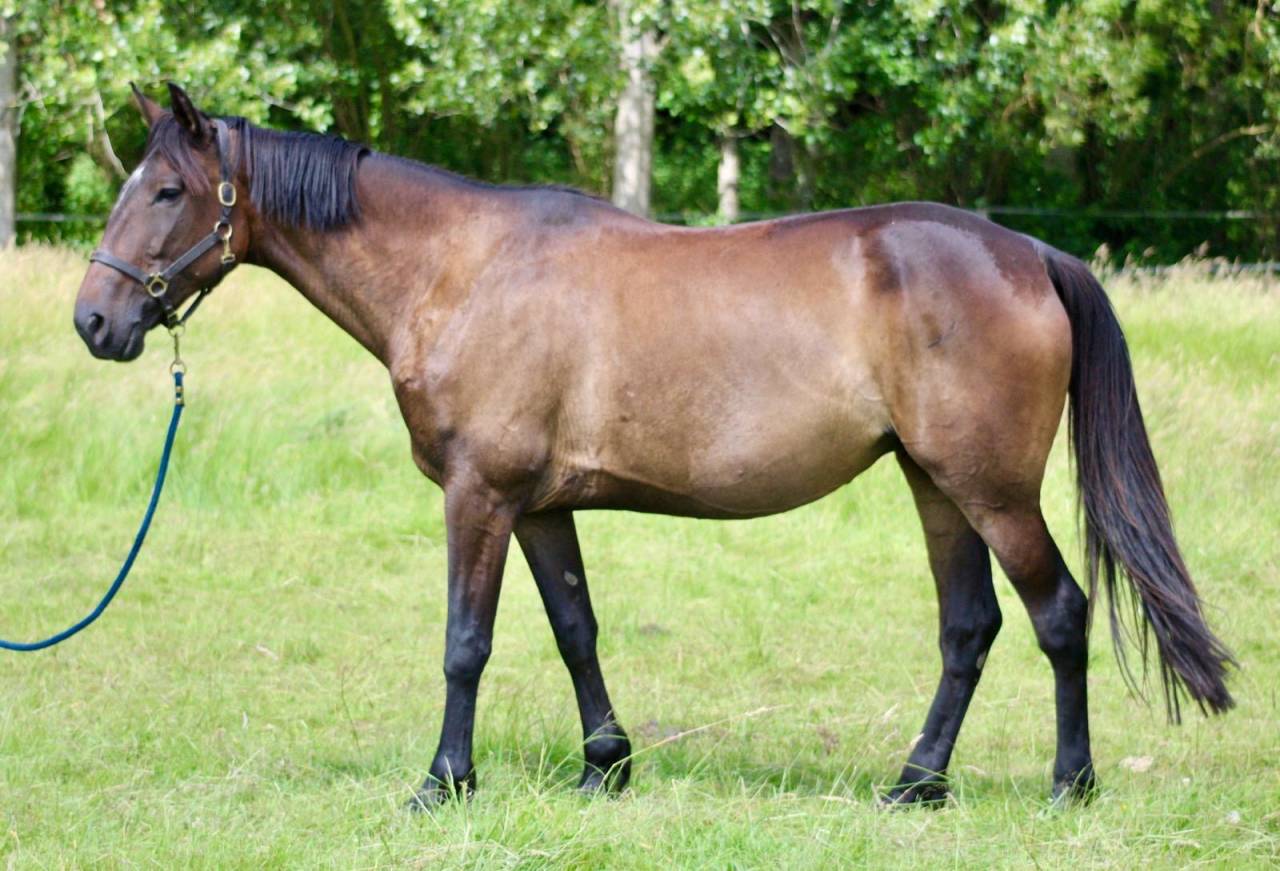 Jument - Loisir, Dressage, Repro, TAP